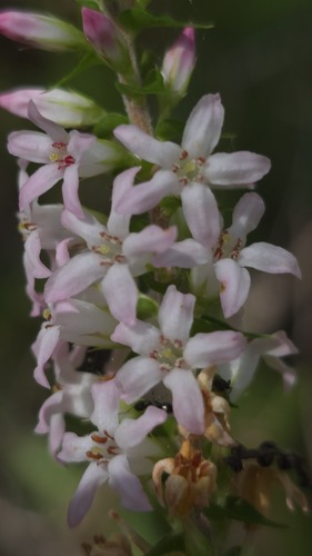 New South Wales Coral Heath (Epacris pulchella)