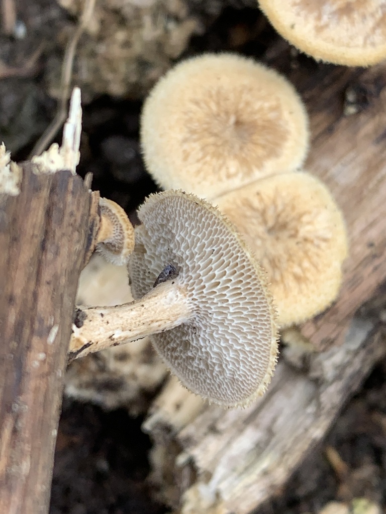 Lentinus arcularius · March 2026 · photo: © manuela9012 (iNaturalist, cc-by)