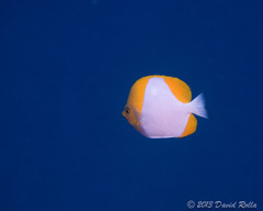 Hemitaurichthys polylepis