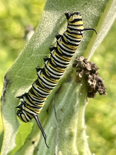 Monarch photographed in New Hampshire