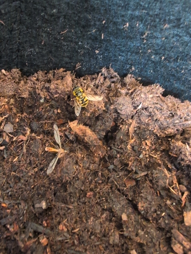 Unknown species found near Chico