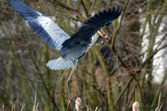Ardea cinerea