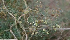 Asparagus exuvialis