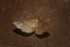 Addaea subtessellata