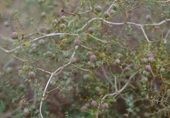 Asparagus exuvialis