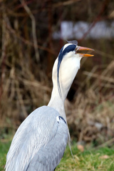 Ardea cinerea