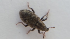 Listronotus bonariensis