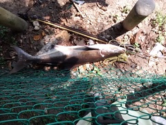 Rachycentron canadum