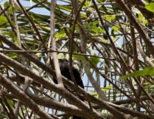 Eurasian Blackbird