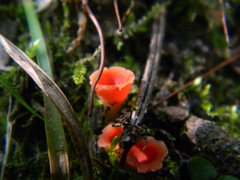 Microstoma protractum