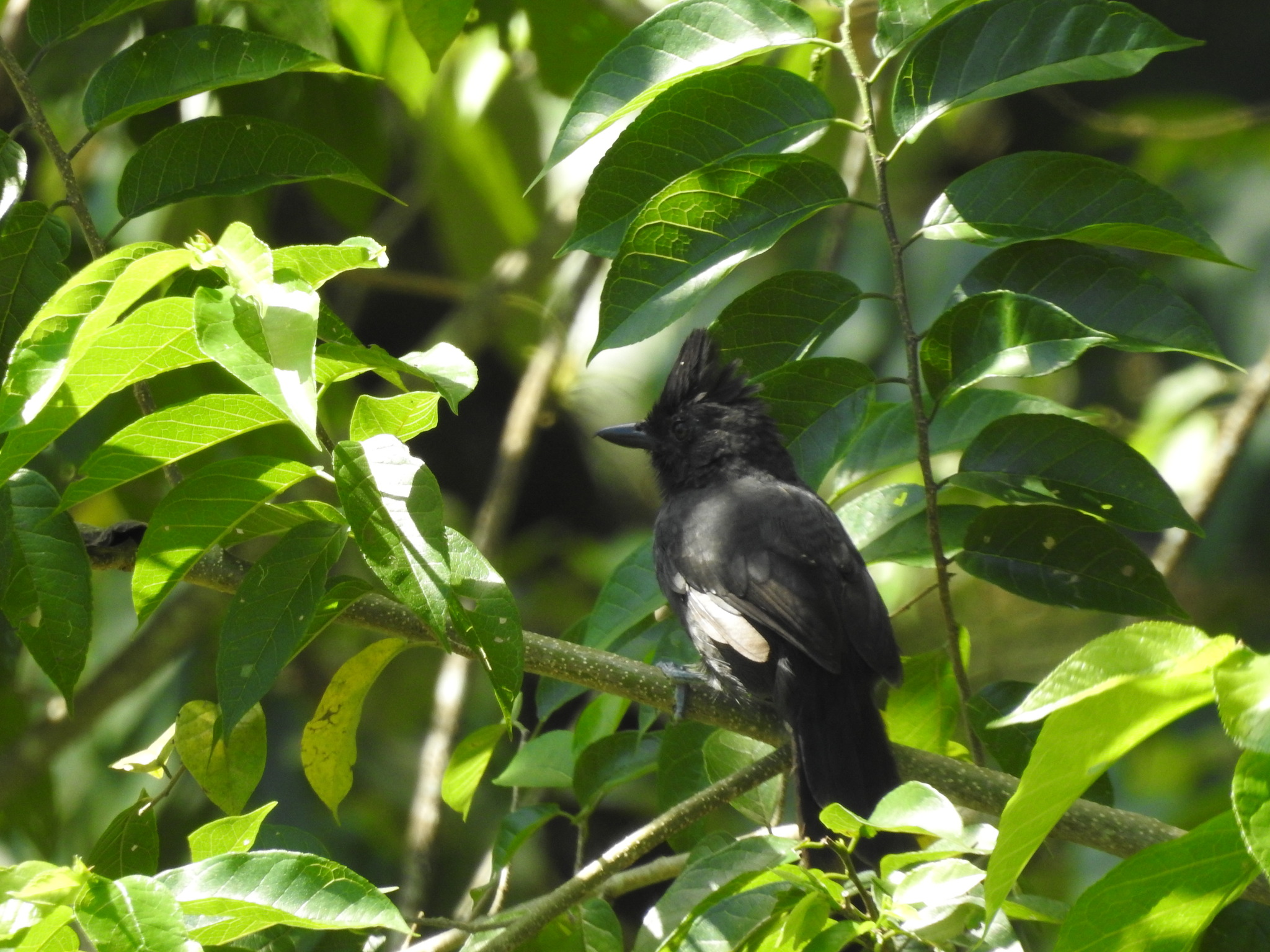 Tufted Antshrike (Mackenziaena severa), photo 1