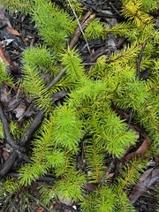 Persoonia chamaepitys, photograph author not stated, no rights reserved