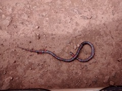 Lampropeltis polyzona