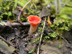 Microstoma protractum