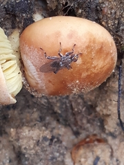 Tapeigaster nigricornis