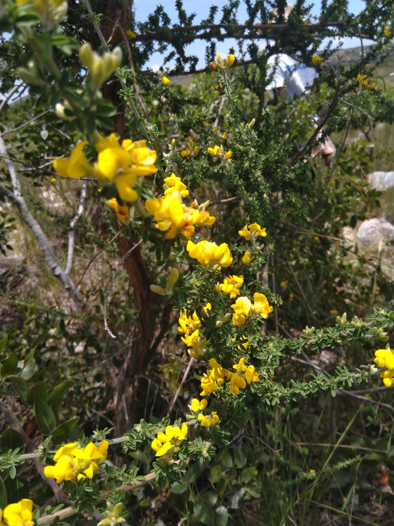 Adenocarpus mannii