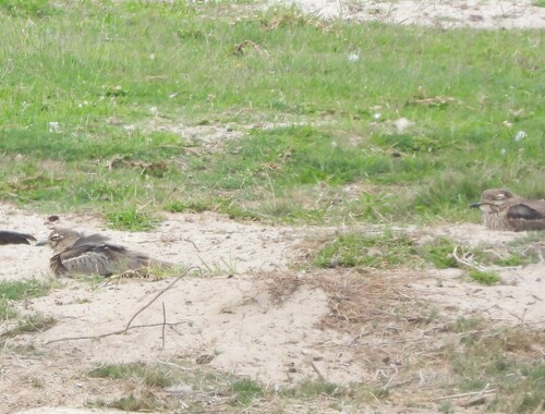 iNaturalist: (c) Joshua Almansa, some rights reserved (CC BY-NC), uploaded by Joshua Almansa iNaturalist image