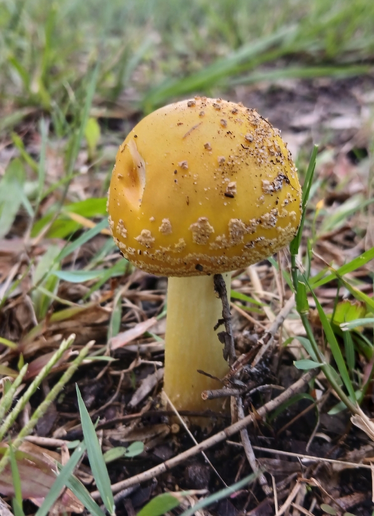 Amanita flavella · March 2026 · photo: © claire_grace83 (iNaturalist, cc-by)
