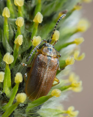 Galerucella lineola