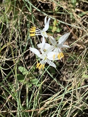 Chlorophytum comosum