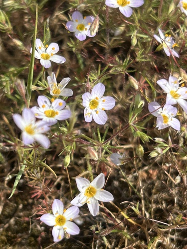 thread linanthus (Leptosiphon filipes)