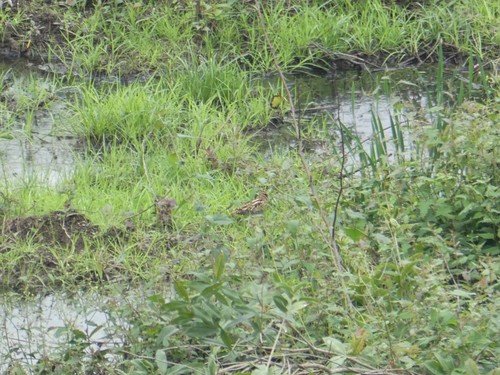 Common Snipe