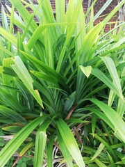 Pandanus amaryllifolius