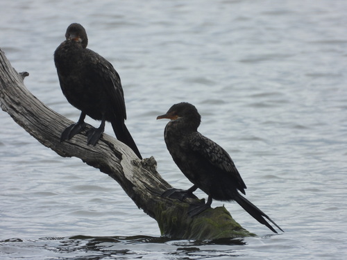 iNaturalist: (c) Joshua Almansa, some rights reserved (CC BY-NC), uploaded by Joshua Almansa iNaturalist image