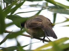 Pycnonotus xanthorrhous