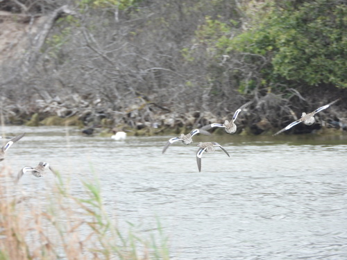 iNaturalist: (c) Joshua Almansa, some rights reserved (CC BY-NC), uploaded by Joshua Almansa iNaturalist image