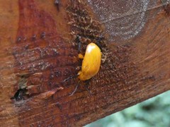 Podontia lutea