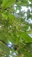 Viburnum odoratissimum