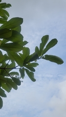 Viburnum odoratissimum