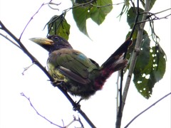 Psilopogon virens