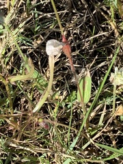Ceropegia