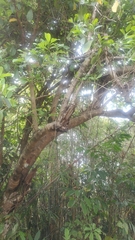Viburnum odoratissimum