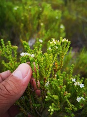 Euchaetis