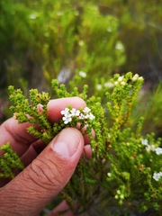 Euchaetis
