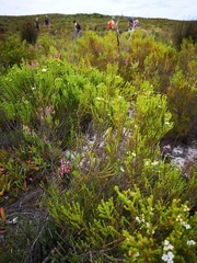 Euchaetis