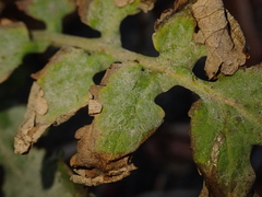 Erysiphe macleayae