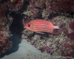 Sargocentron diadema