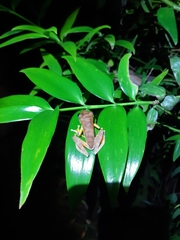 Rhacophorus margaritifer