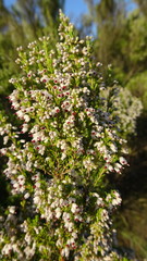 Erica simulans