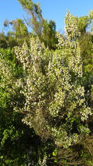 Erica simulans