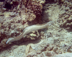 Gymnothorax meleagris