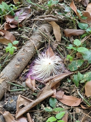 Barringtonia asiatica