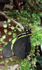 Pereute charops charops