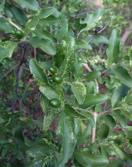 Jasminum stenolobum image