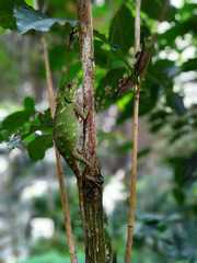 Gonocephalus kuhlii