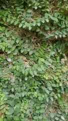 Psychotria serpens